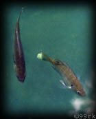 animal3.jpg (9377 Byte)