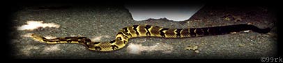animal4.jpg (15120 Byte)