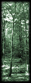 south.jpg (13179 Byte)
